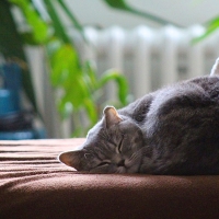 Un año de cárcel para el joven que prendió fuego a un gato