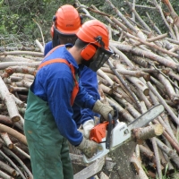Agricultura resuelve las convocatorias de proyectos forestales de los Grupos Operativos