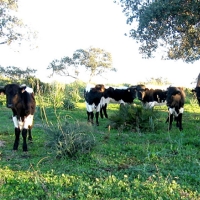 España comienza a comercializar carne de vacuno con Filipinas