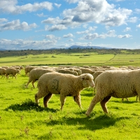 Autorizadas las ayudas a los productores de ovino y caprino en Extremadura