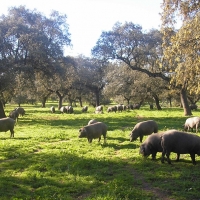 UpE pide ayudas para el sector del cerdo ibérico y “frenar los abusos de la distribución”