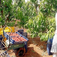 Ayudas para la reconversión de frutales en Extremadura