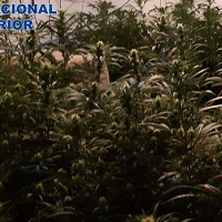 Desmantelan 180 plantas de marihuana en una vivienda de Cáceres