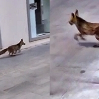 VÍDEO - Un zorro camina desorientado por las calles de Badajoz