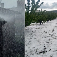 Paralizada la campaña de la cereza por la lluvia y granizo