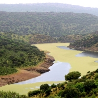 Polo (Cs) comprueba que el helecho de agua sigue en Monfragüe