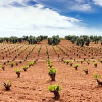 La Junta apoya la apertura de la destilación de crisis para recuperar los precios del vino