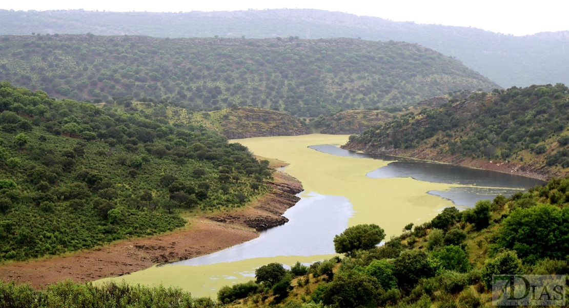 Polo (Cs) comprueba que el helecho de agua sigue en Monfragüe