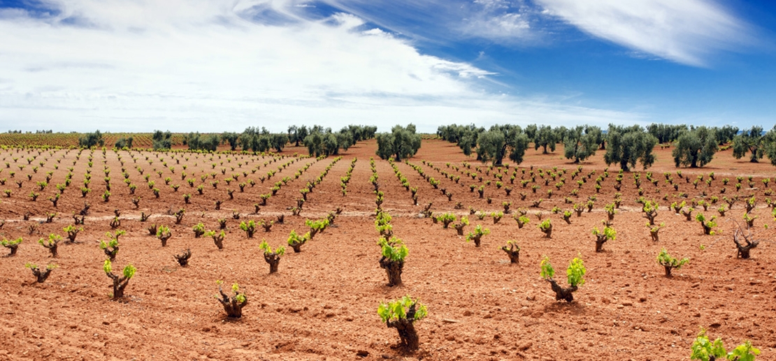 La Junta apoya la apertura de la destilación de crisis para recuperar los precios del vino