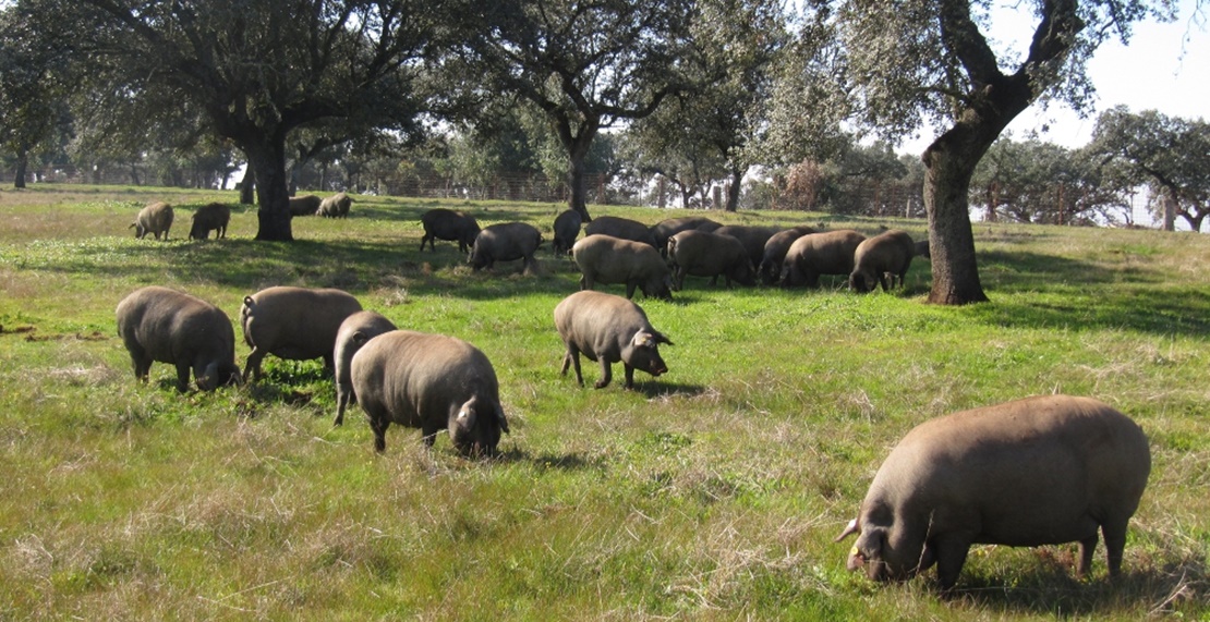 APAG considera &quot;una vergüenza&quot; e &quot;insuficientes&quot; las ayudas al porcino ibérico