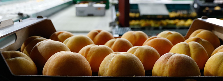 UPA denuncia movimientos &quot;especulativos&quot; que pretenden hundir el precio de la fruta en origen