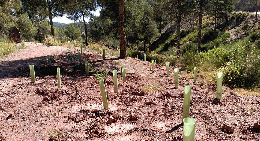 España lidera el desarrollo de las directrices de la UE para las actuaciones de reforestación