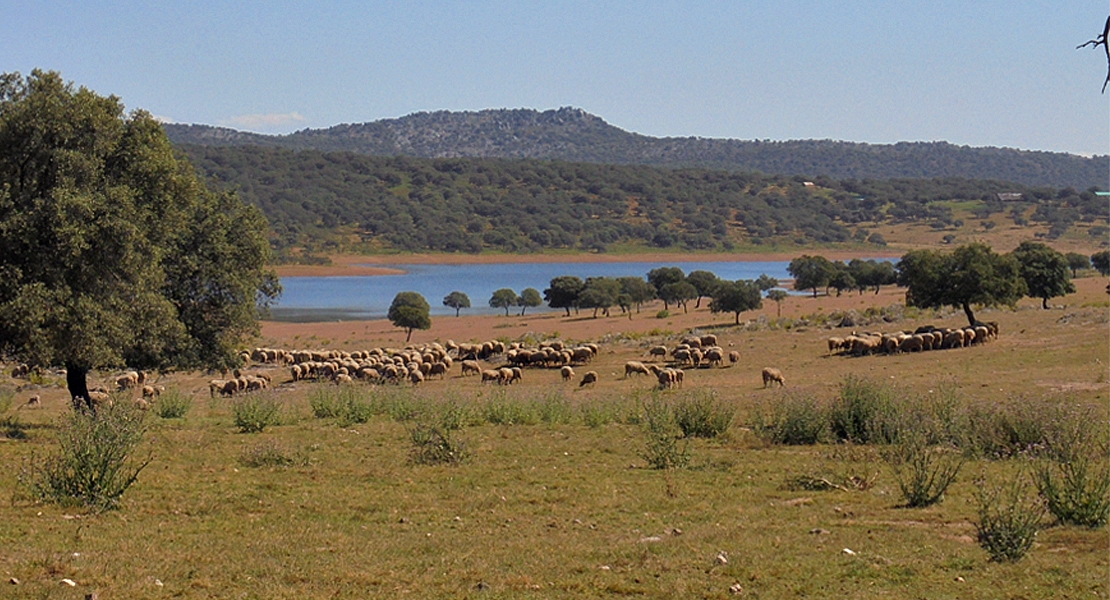 Subvenciones para fomentar la cría de razas autóctonas en Extremadura