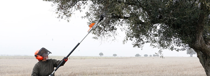 UPA: “El olivar tradicional es el paradigma de los abusos a los agricultores”