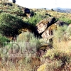 Un pueblo que no cesa en la búsqueda de Rosalía