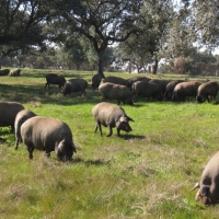 APAG considera &quot;una vergüenza&quot; e &quot;insuficientes&quot; las ayudas al porcino ibérico