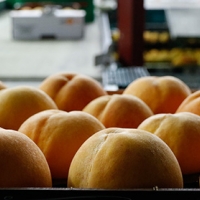 UPA denuncia movimientos &quot;especulativos&quot; que pretenden hundir el precio de la fruta en origen