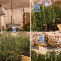 Un fuerte olor a marihuana y ruido de máquinas delata una plantación en Mérida