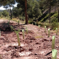 España lidera el desarrollo de las directrices de la UE para las actuaciones de reforestación