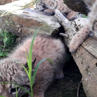 Rally, Risco y René, los tres cachorros de lince ibérico nacidos en Extremadura