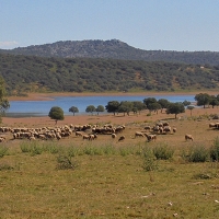 Subvenciones para fomentar la cría de razas autóctonas en Extremadura