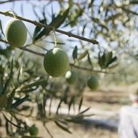 APAG - Asaja califica la cosecha de la aceituna como la peor del siglo XXI
