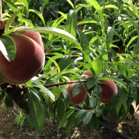 Luz verde a la exportación de fruta de hueso extremeña a México