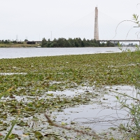 Ecologistas: &quot;El nenúfar mejicano avanza en el Guadiana ante la pasividad de las administraciones&quot;