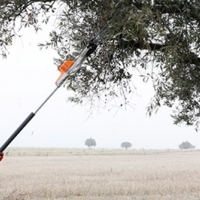 UPA: “El olivar tradicional es el paradigma de los abusos a los agricultores”