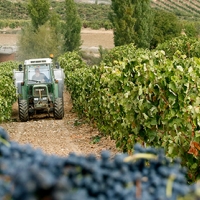 La ruina de los viticultores acecha tras la pandemia