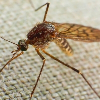 Reunión para atajar la plaga de mosquitos en las Vegas Altas