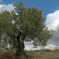 Ecologistas: “Extremadura da la espalda a sus olivos centenarios”