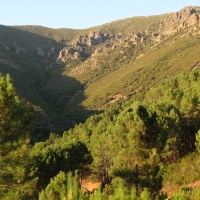 Convenio de colaboración para reforestar 50 hectáreas en Villanueva de la Sierra