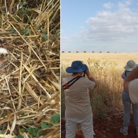 Adenex participa en la campaña de conservación del aguilucho cenizo en Extremadura