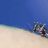 El mosquito tigre duplica su presencia y llega hasta Extremadura