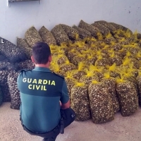 Sorprendidos transportando 2.700 kilos de almeja japónica con documentación falsa