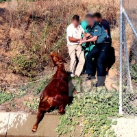 Rescate de un animal en el canal de Montijo