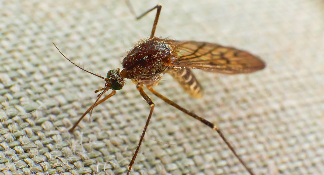 Reunión para atajar la plaga de mosquitos en las Vegas Altas