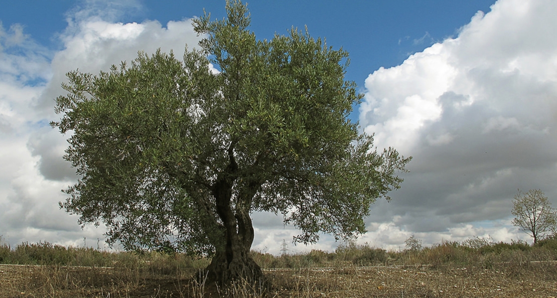 Ecologistas: “Extremadura da la espalda a sus olivos centenarios”