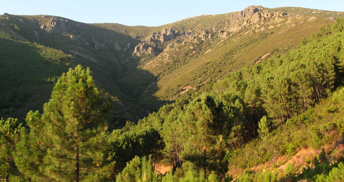 Convenio de colaboración para reforestar 50 hectáreas en Villanueva de la Sierra