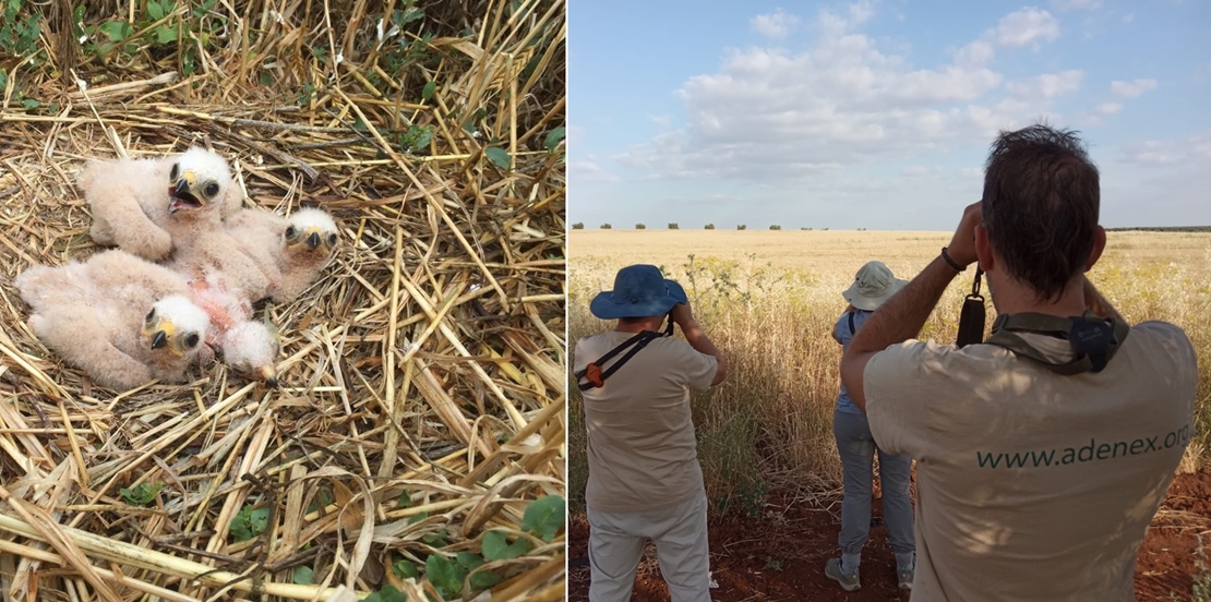 Adenex participa en la campaña de conservación del aguilucho cenizo en Extremadura