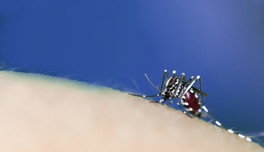 El mosquito tigre duplica su presencia y llega hasta Extremadura