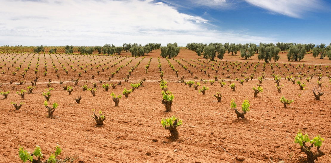 1.093 agricultores extremeños piden ayuda para el viñedo