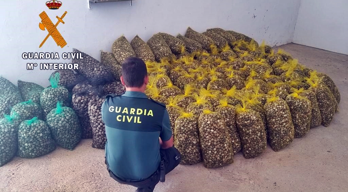 Sorprendidos transportando 2.700 kilos de almeja japónica con documentación falsa