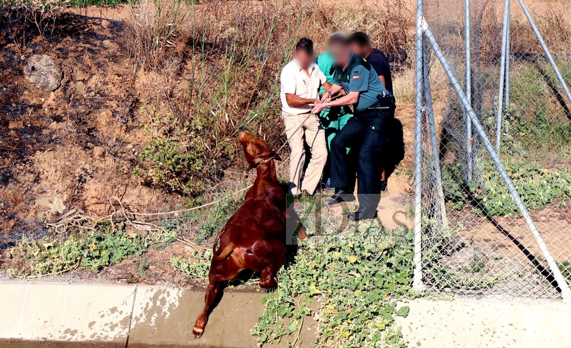 Rescate de un animal en el canal de Montijo