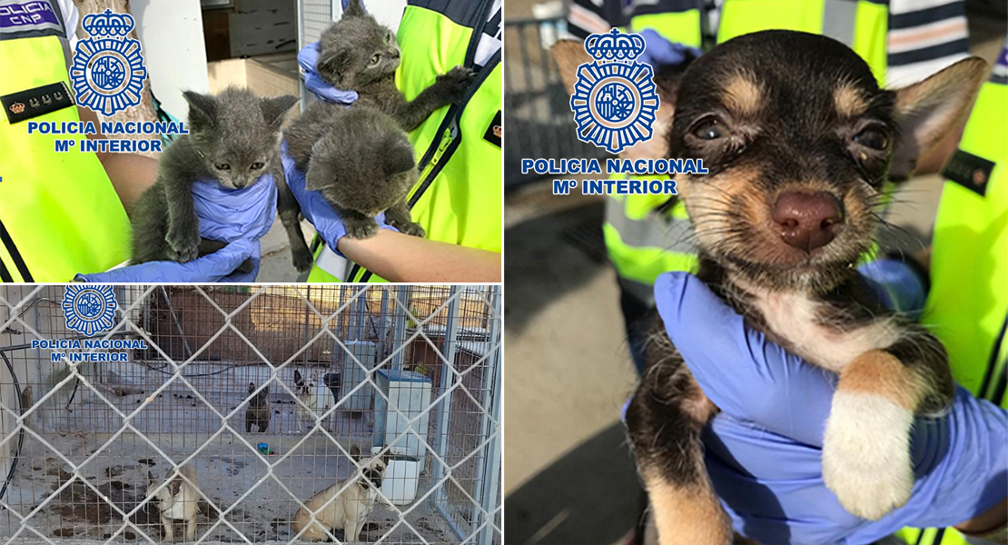 Rescatan cachorros en pésimas condiciones de un criadero ilegal en Don Benito (Badajoz)