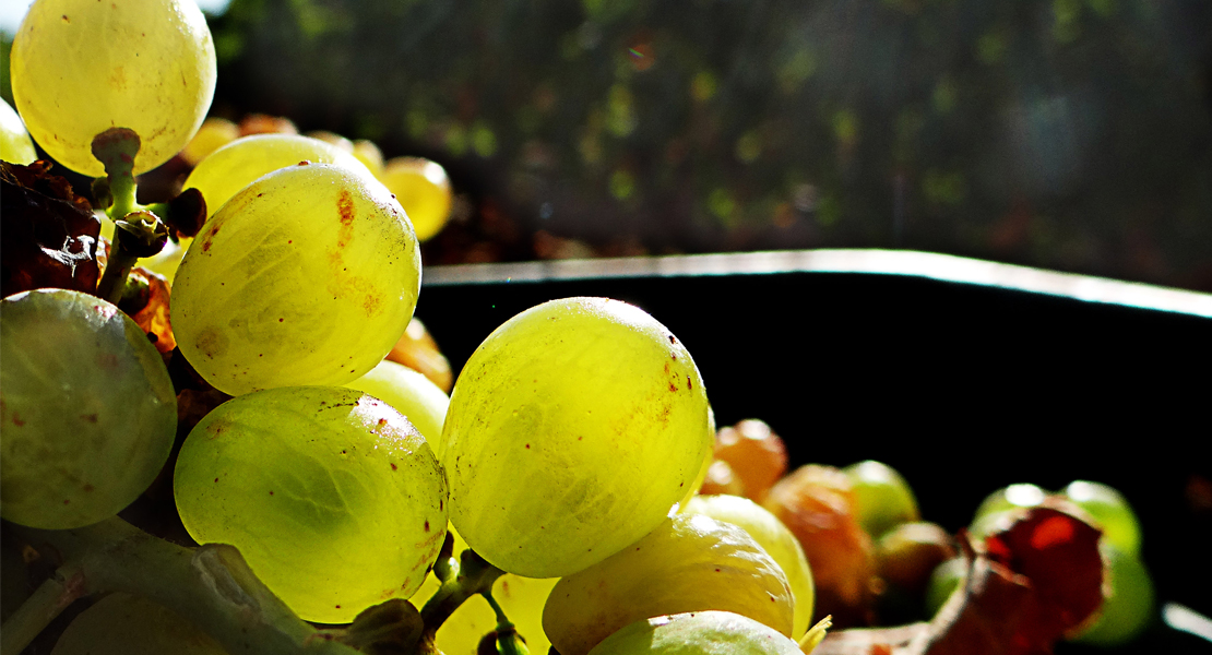 Extremadura comunica las solicitudes admitidas de las medidas para el sector del vino