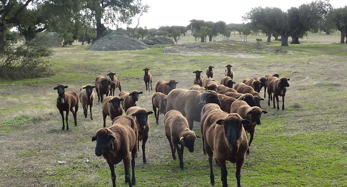 ¿Quiénes podrán beneficiarse de las ayudas a explotaciones agroganaderas afectadas por COVID-19?