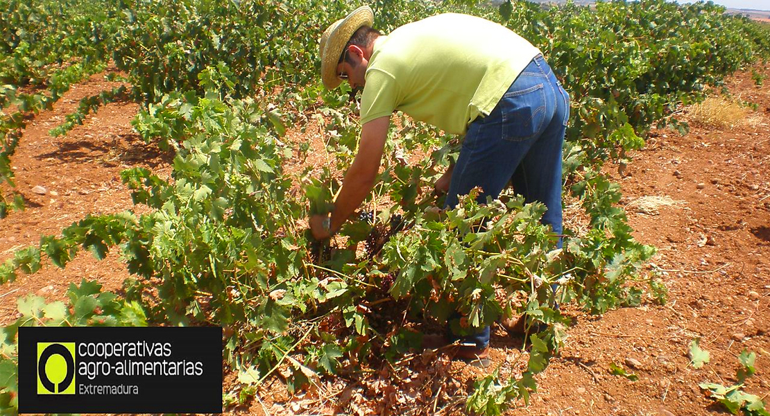 Estiman que Extremadura será la segunda región que más vino produzca en 2020