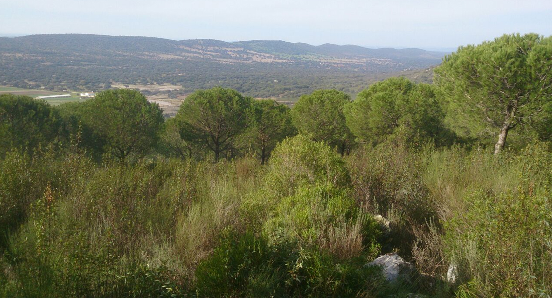 El &#39;pastoreo tradicional&#39; se convierte en factor clave para prevenir incendios en Extremadura